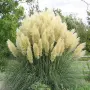 Пампаска трева, Кортадерия, бяла, Cortaderia Sellona, снимка 2