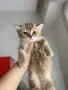 британски котенца, снимка 9