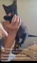 Мъжко котенце, снимка 2
