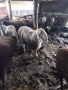 Продавам  Старозагорски овце, снимка 4