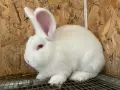 Продавам  Зайци, снимка 1