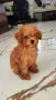 Той пудел Toy poodle, снимка 3