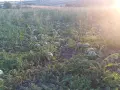 ДИНИ с.Точилари общ.Кубрат собствено производство., снимка 4