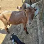 Три кози и 4 ярета, снимка 1