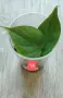 Филодендрон- Philodendron Hederaceum Variegata, снимка 14