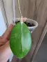 Хоя Erythrostemma 048, снимка 1