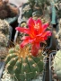 Кактус  Matucana Polzii, снимка 2
