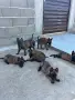 Белгийска овчарка малинова, снимка 7