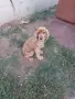 кокер шпанйол мъжки, снимка 5