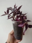 Традесканция, tradescantia purple Joy, снимка 2