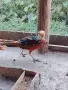 Червенозлатен мъжки фазани, снимка 1