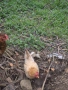 Продавам декоративни кокошки, снимка 2