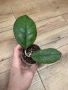 Hoya Хоя Svetlana , снимка 2