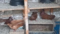   продавам  плевенски гълъби, снимка 7