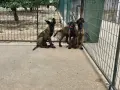 Белгийски овчарки-Малиноа , снимка 6