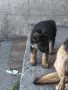 немска овчарка ...., снимка 5