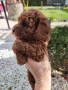 Пудел Той/Poodle Toy, снимка 5