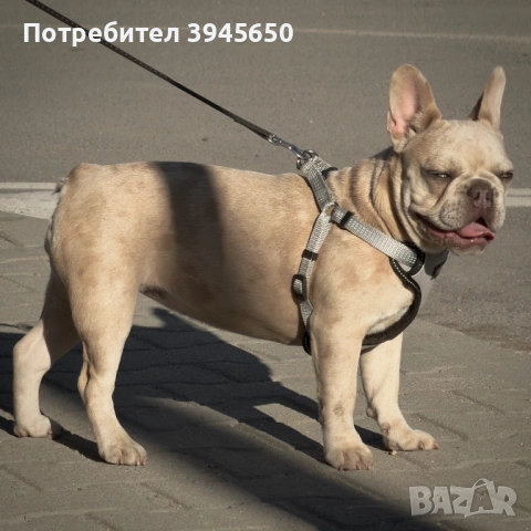 Женски френски булдог , снимка 3 - Френски булдог - 54873666