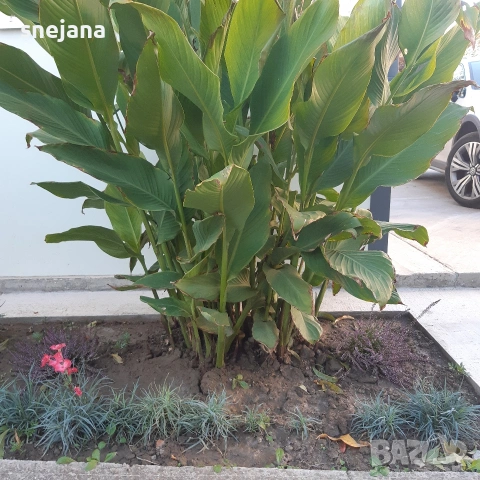 Червена кана луковици , снимка 3 - Сортови семена и луковици - 54170193