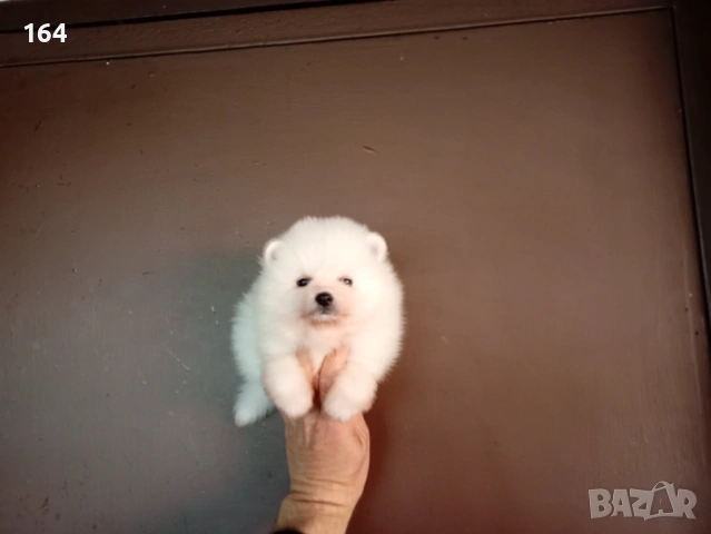 Бели Померани. 