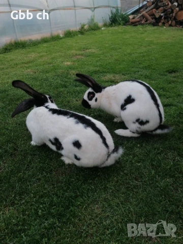 Зайци различна възраст , снимка 2 - За селскостопански - 54301013