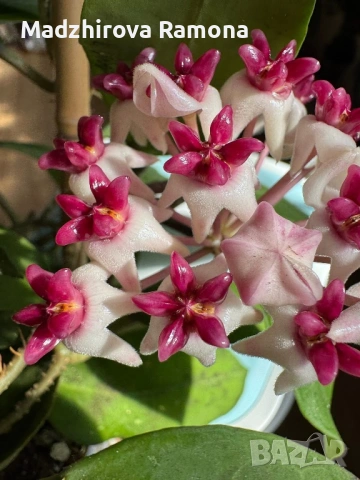 Hoya Хоя Patricia