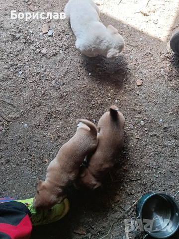 ПОДАРЯВАМ малки кученца , снимка 4 - Други - 51444287