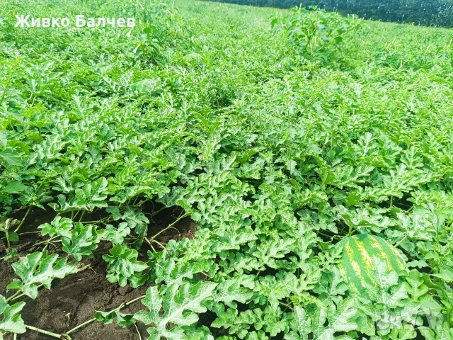 Продавам дини  сорт Арашан 