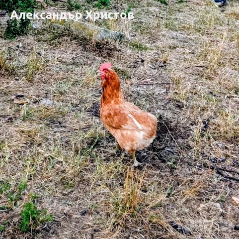 кокошки различни породи