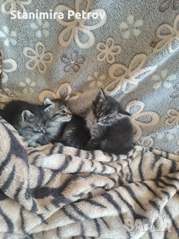 Ангорски котки, снимка 18 - Ангорски - 54660407