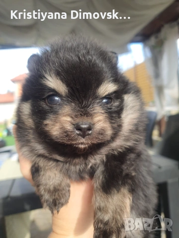 Продавам померан , снимка 11 - Померан - 54177752