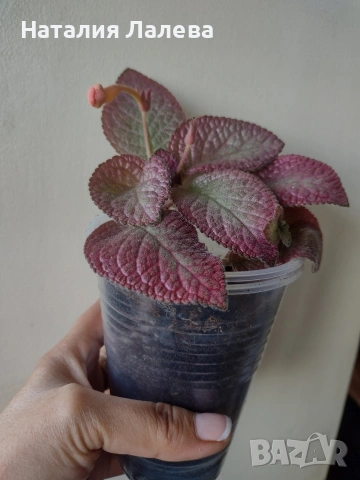 Еписция, episcia Strawberry patch, снимка 3 - Стайни растения - 55231149