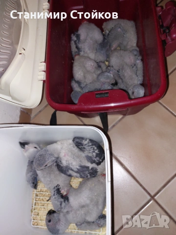 Кралски жака ръчно хранени от Zoo ЛУКС Аратинга Русе , снимка 4 - Папагали - 54855959