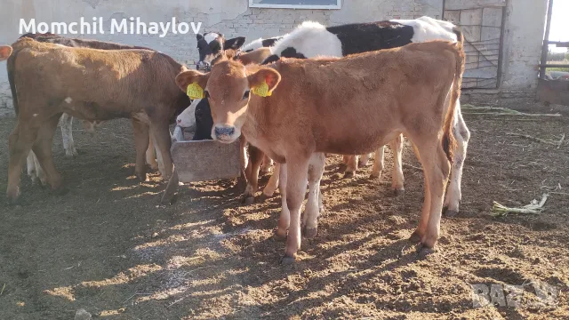 продавам женско жарсе