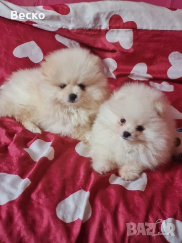Померан мини мъжко и женско 