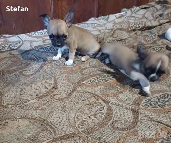 Чистокръвни Мини чихуахуа 