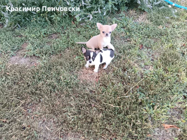 мъжки чихуахуа. 