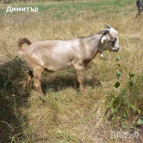 Три кози и 4 ярета, снимка 12 - Кози - 55420932