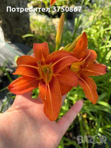 🧡🌿🧡 Хемерокалис (Hemerocallis) 
