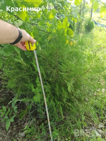 Туя самарагд гол корен