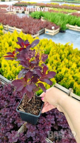 Червенолистна Смрадлика, Cotinus Royal purple или още Тетра!!!, снимка 10 - Градински цветя и растения - 54657841