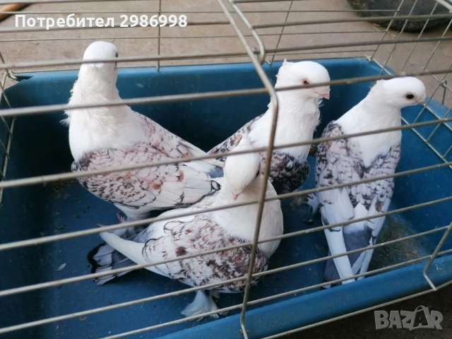 Млади гълъби , снимка 3 - Гълъби - 52771237