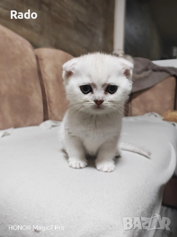 Клепоухи и правоухи сребърни чинчили