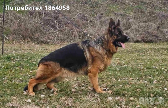 Немски Овчарки ДОСТАВКА, снимка 5 - Немска овчарка - 54179612