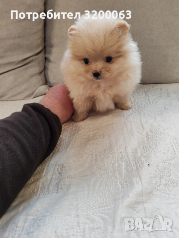 Померан мини женско., снимка 5 - Померан - 53913386