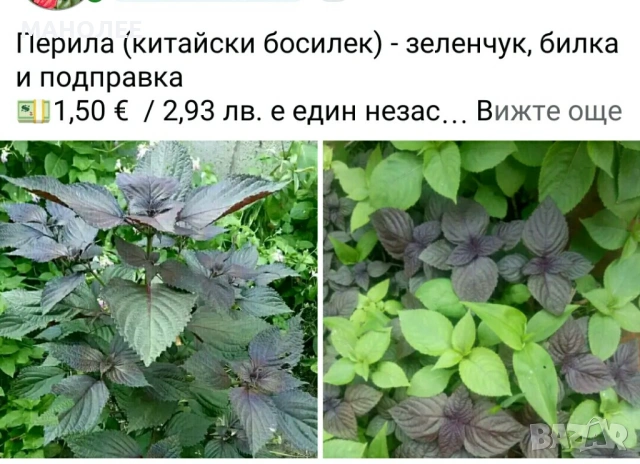 🪻🪴🪷🎁5 вида градински цветя❄️☃️ -, снимка 5 - Градински цветя и растения - 54466138