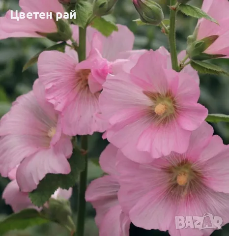 15 вида семена на цветя , снимка 5 - Градински цветя и растения - 55425566