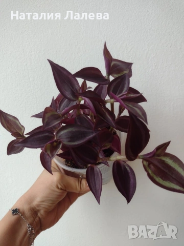 Традесканция, tradescantia purple Joy