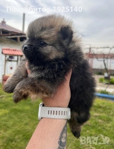 продавам мъжки померанй 