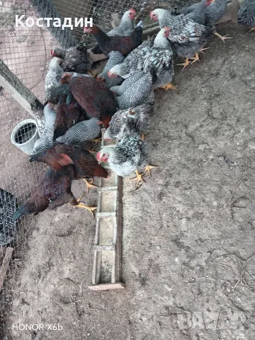 катунски петли на 